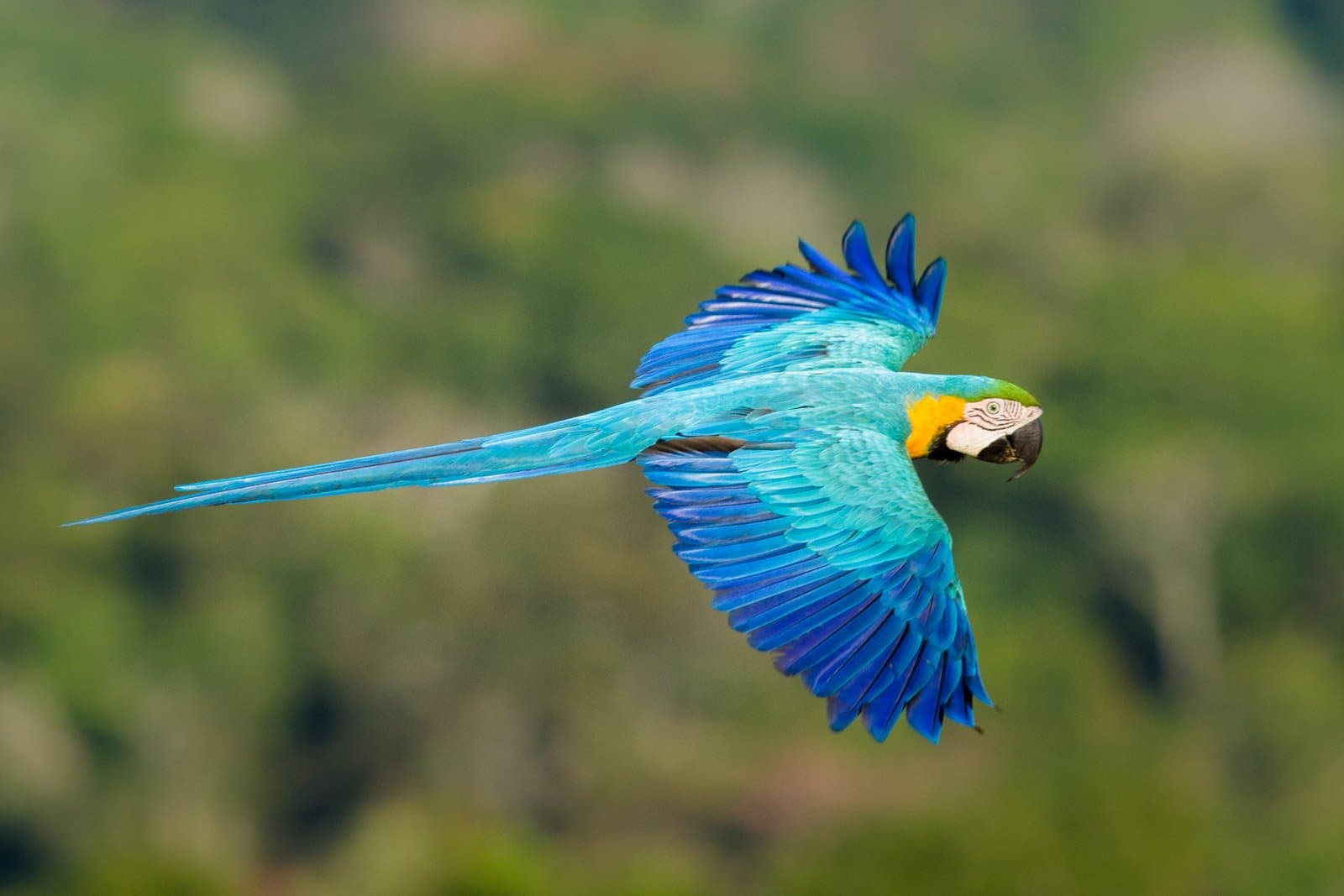 Full wingspan, zero hesitation, this macaw owns the sky. A blue-and-gold macaw soaring in flight against a soft green forest backdrop at Cristalino Jungle Lodge, wings fully spread to reveal vivid turquoise, cobalt and yellow plumage