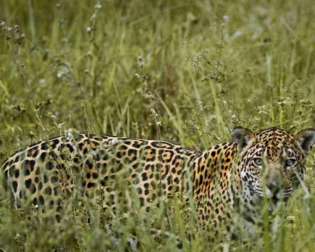 What is the best Pantanal safari in Brazil? What is the best Pantanal safari in Brazil?