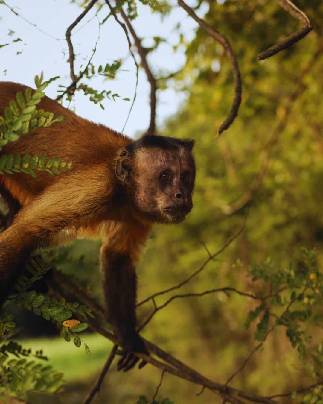 Sizing you up from the treetops, calm and completely unbothered. A brown capuchin monkey perches on a branch among green foliage at Juma Amazon Jungle Lodge, gazing alertly into the distance