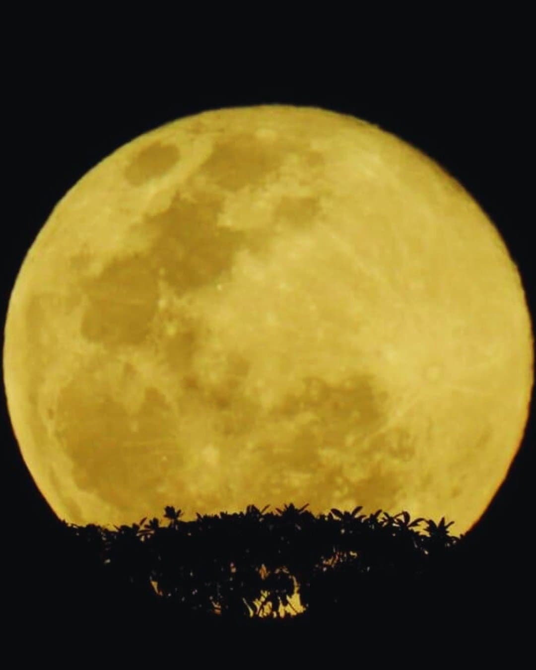 The Amazon night has its own clock, and the moon runs it. A massive golden full moon rises above a dark silhouette of tropical forest canopy at the Juma Amazon Jungle Lodge