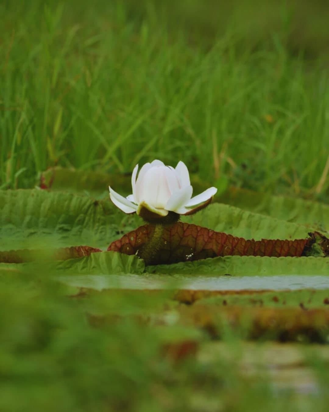 One flower, one pad, one very quiet corner of the Amazon. A white water lily flower resting on a large ribbed pad at the Juma Amazon Jungle Lodge, surrounded by lush green reeds reflected on still dark water
