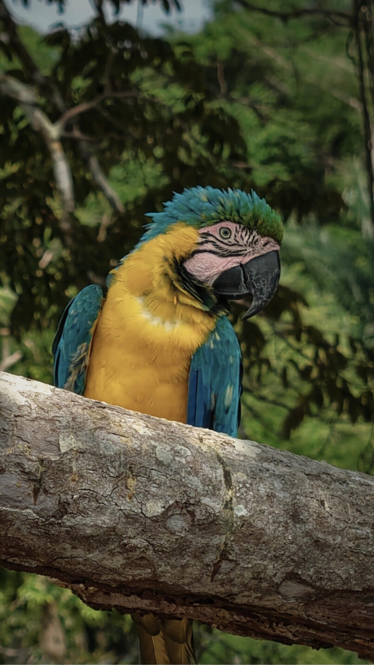 Hard to have a private moment when this one insists on eye contact. A blue-and-yellow macaw perched on a weathered branch at a luxury amazon lodge brazil, tilting its head against a lush green forest backdrop