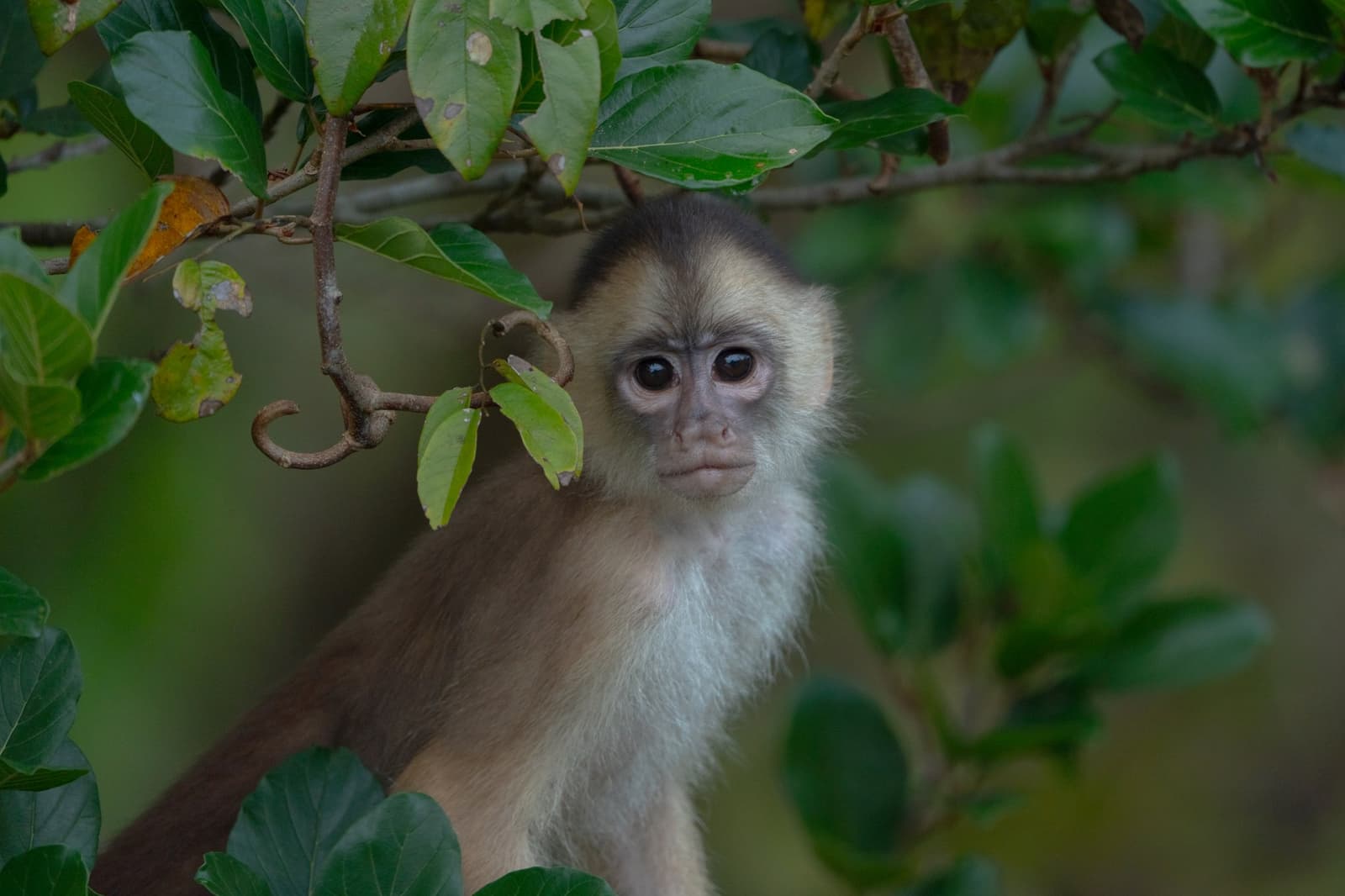 Caught mid-thought, and clearly unimpressed with your arrival. A wide-eyed capuchin monkey peers through green leafy branches at a luxury amazon lodge brazil wildlife encounter