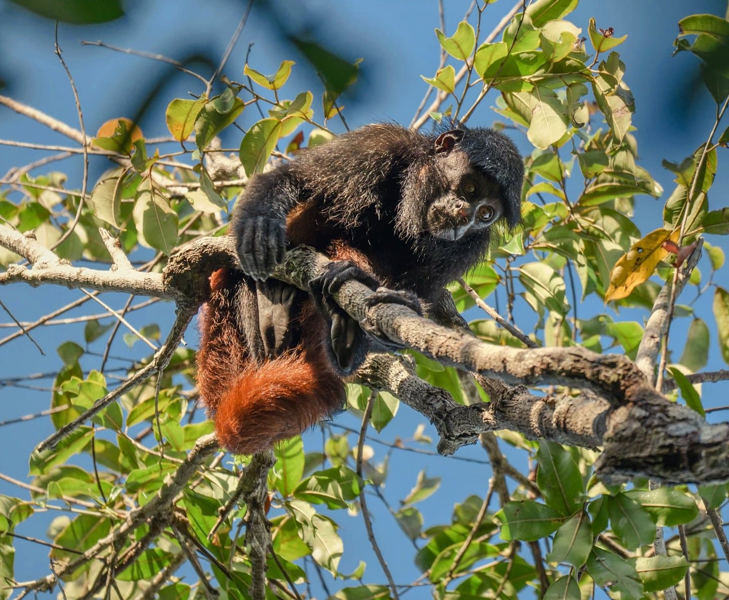 Small monkey, very strong opinions about being photographed. A black-and-russet howler monkey grips a sunlit tree branch in the Amazon canopy, gazing directly at the camera against a bright blue sky — wildlife encountered on a luxury Amazon lodge Brazil experience