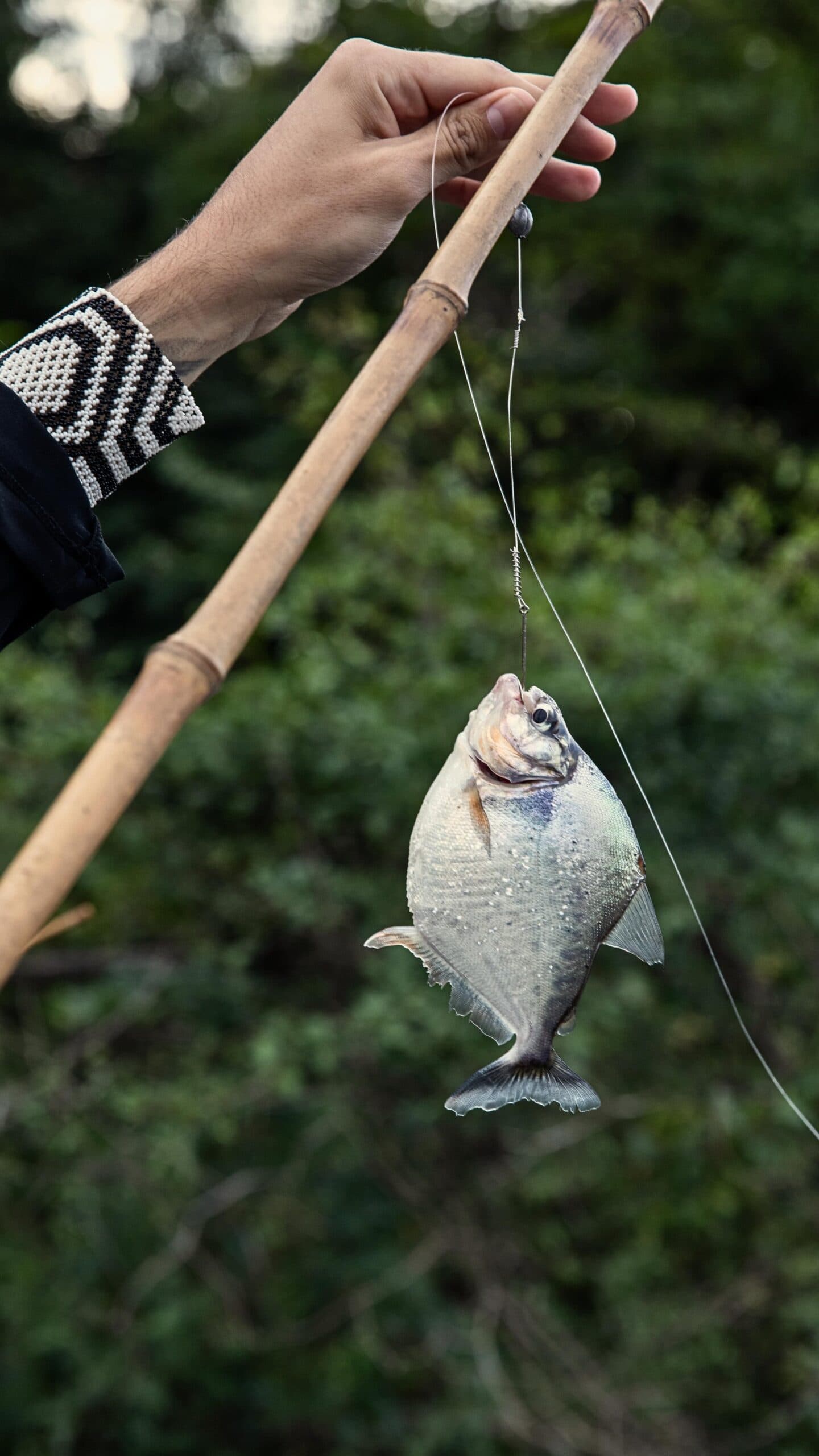 Piranha fishing: surprisingly low-key, surprisingly high stakes. A hand wearing a beaded bracelet holds a bamboo fishing rod with a silver-scaled piranha dangling from the line against a green forest backdrop — a classic luxury amazon lodge brazil excursion activity