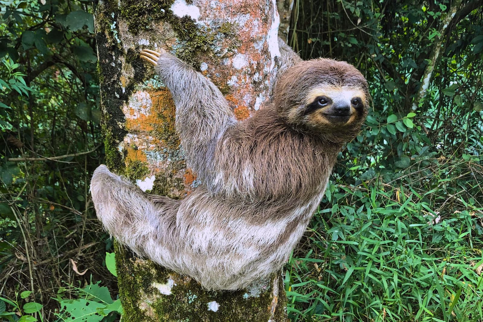 On its own schedule, utterly unbothered by yours. A three-toed sloth clinging to a lichen-covered tree trunk and looking directly at the camera in a lush green rainforest, a memorable wildlife encounter at a luxury Amazon lodge in Brazil