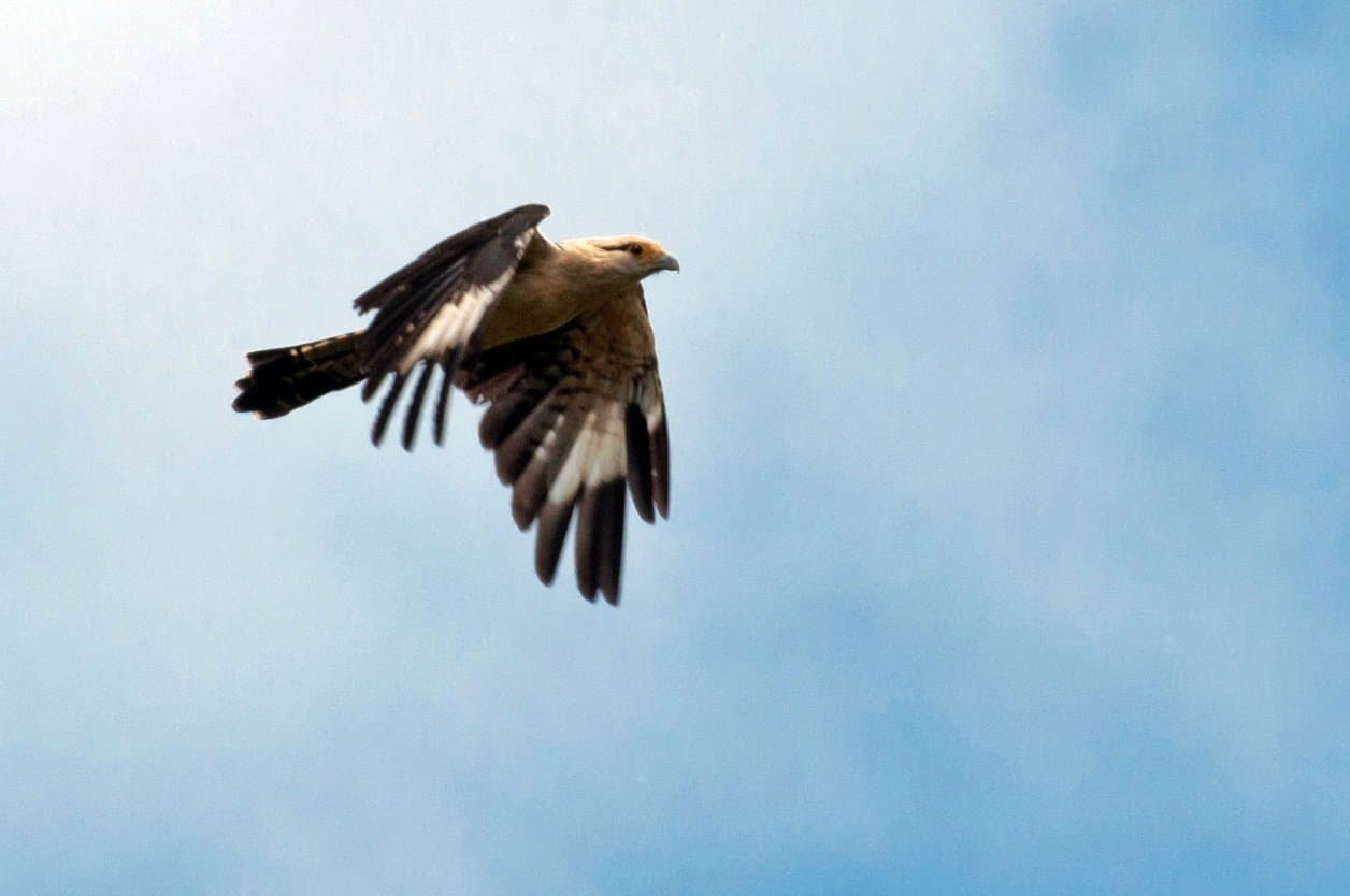 Wings spread wide, riding the Amazon air. Photo 4