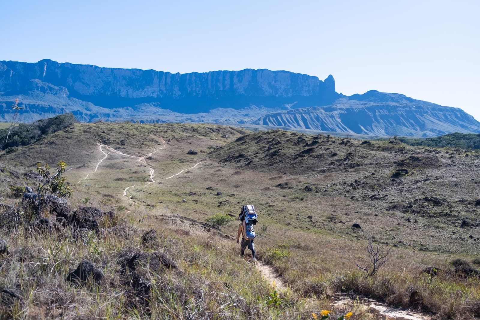 The tepui keeps its distance for now. That's just day one talking. A heavily loaded porter walks a narrow trail across open savanna on the Mount Roraima hike, with the towering tepui escarpment rising dramatically across the horizon under a clear blue sky