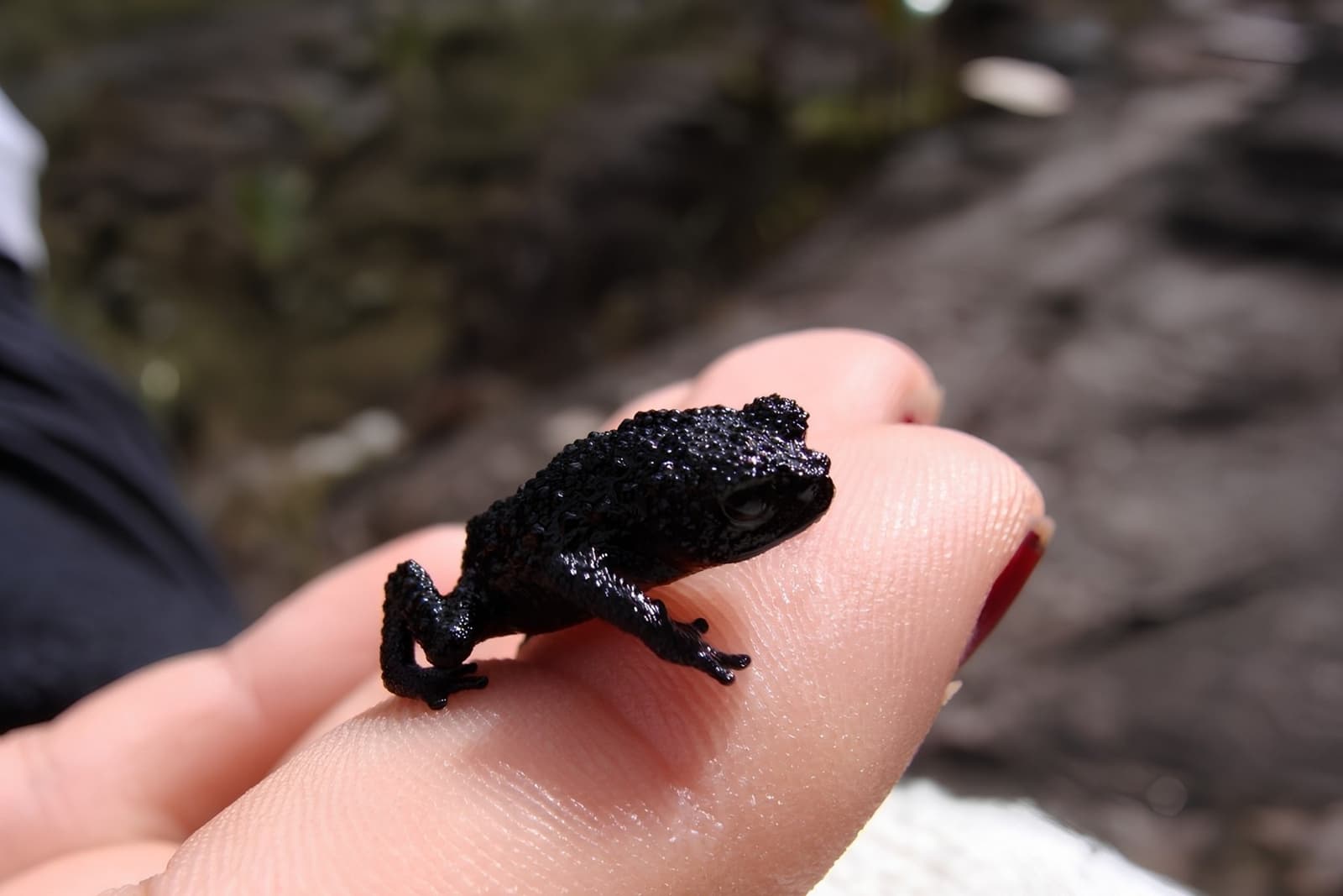 Proof that the summit's most arresting residents fit on one finger. A tiny jet-black warty toadlet resting on a person's fingers during the Mount Roraima hike, its textured skin glistening in natural light