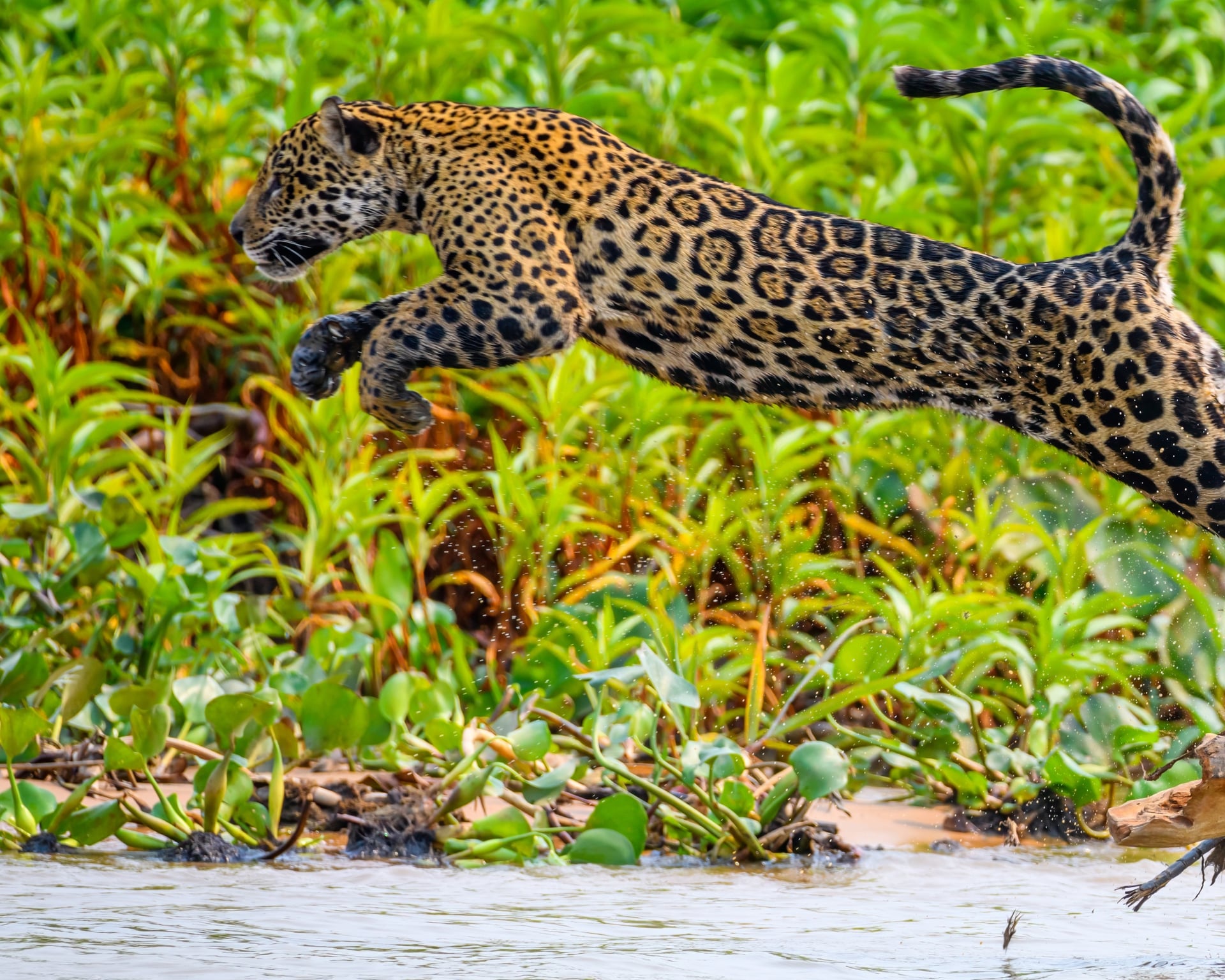 How to Visit the Pantanal in Brazil: Travel Guide How to Visit the Pantanal in Brazil: Travel Guide