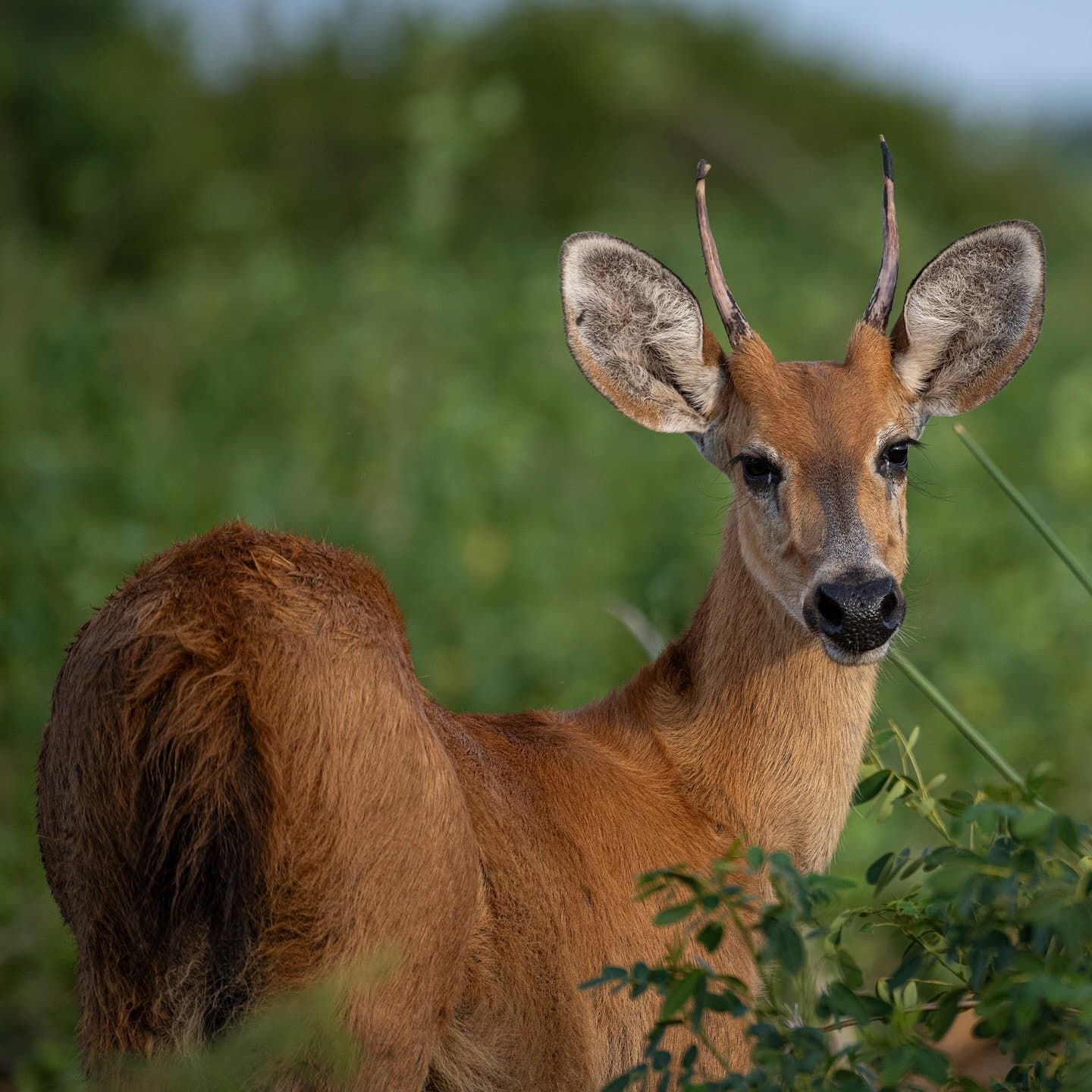 Caught mid-thought, this deer has clearly decided you're worth a second look. A male marsh deer with short spike antlers gazes directly at the camera amid lush green shrubs on a Pantanal Bonito tour