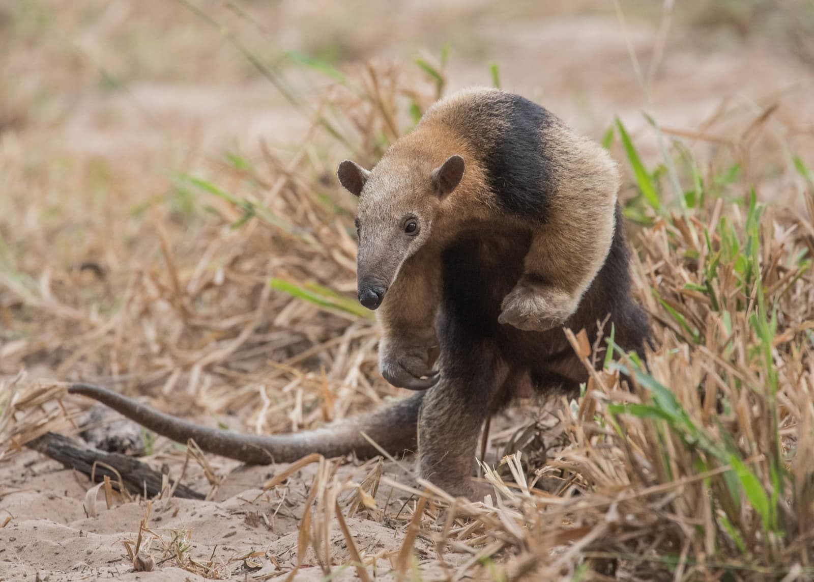 Small but utterly determined, the tamandua has its own agenda. A southern tamandua pauses mid-stride on sandy ground amid dry grass on a Pantanal Bonito tour wildlife encounter