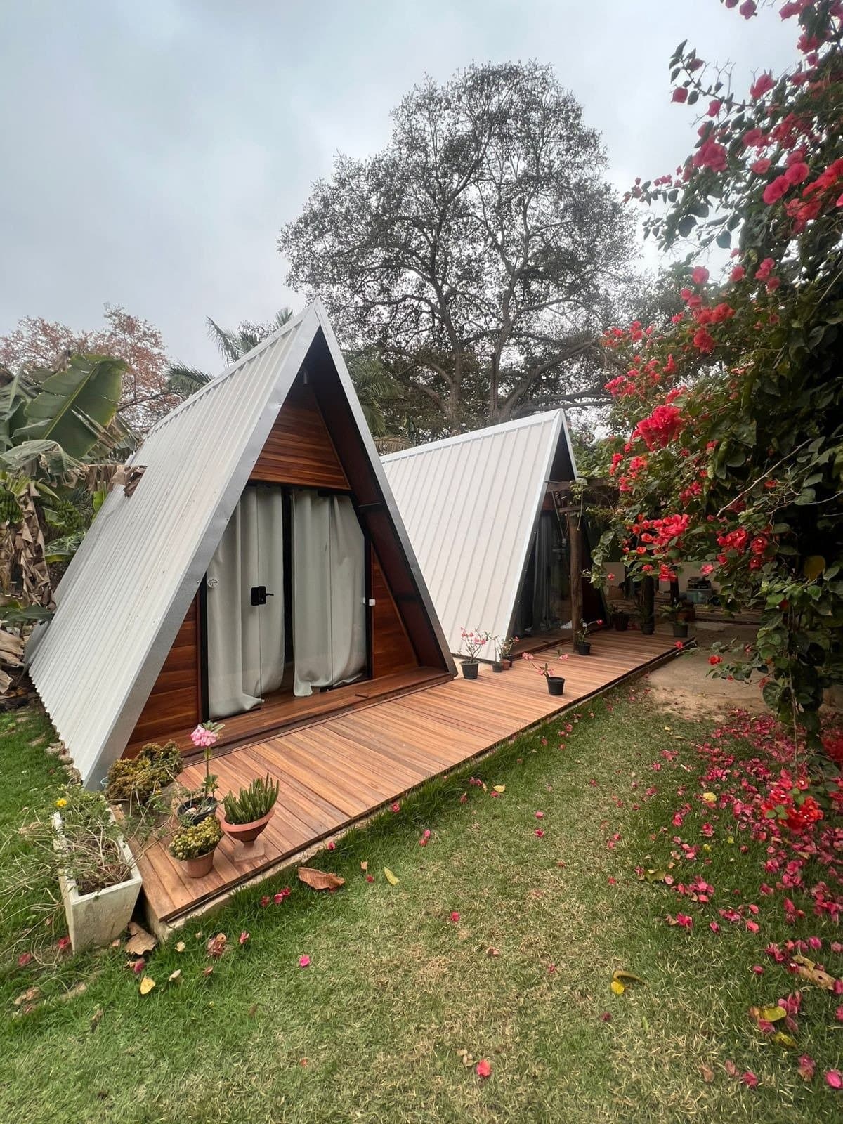 Your home base sorted, and the bougainvillea showed up too. Two A-frame cabins with timber decks and metal roofs set in a garden with red bougainvillea, part of a pantanal jaguar budget safari lodge
