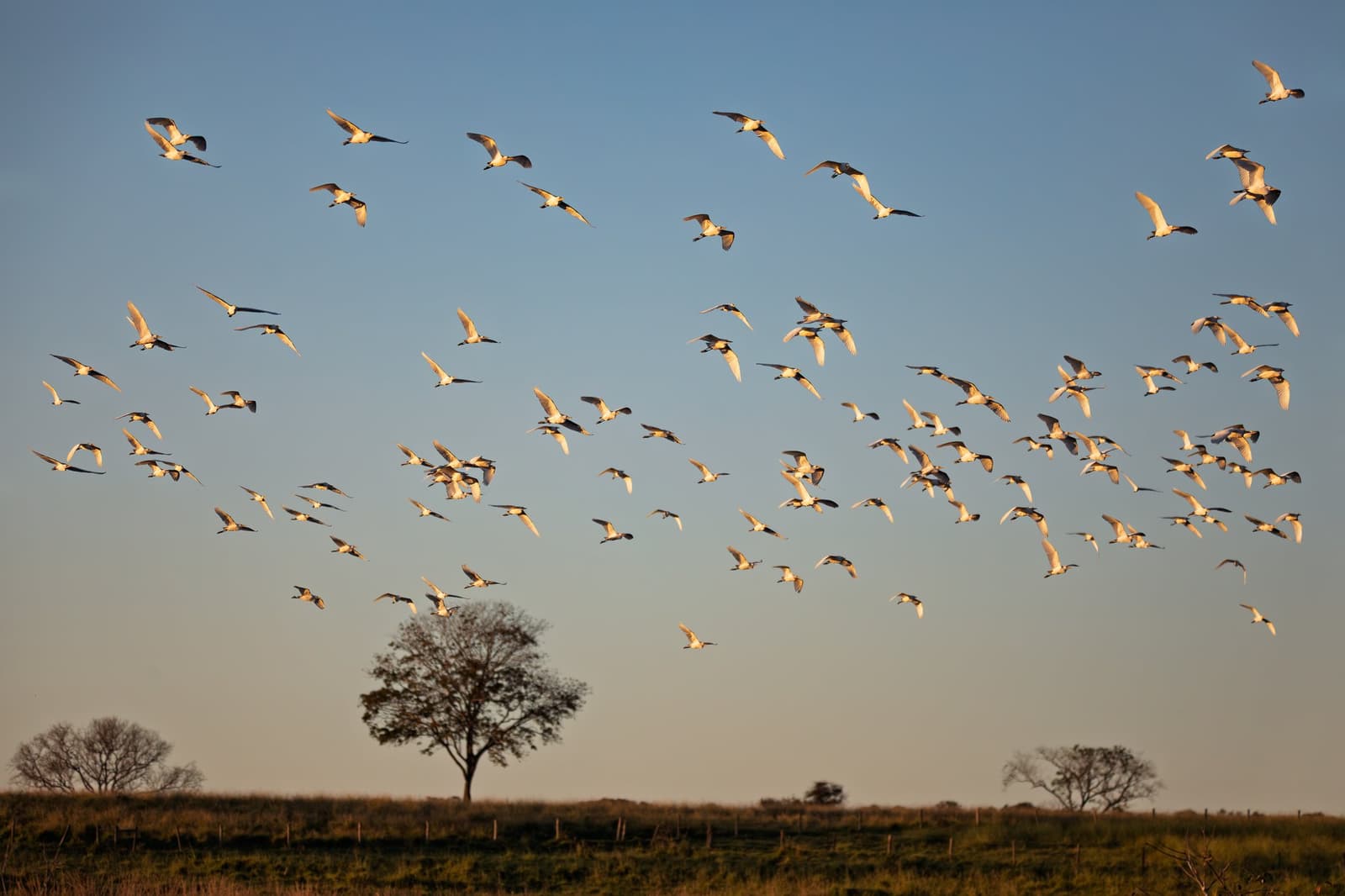 Rush hour in the Pantanal, no traffic jams required. A large flock of white wading birds takes flight over open grassland at golden hour on a pantanal jaguar budget safari, with lone tree silhouettes against a clear blue sky