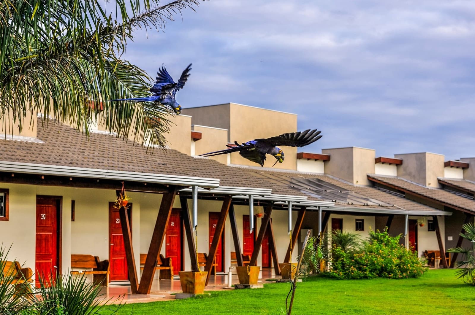Your neighbours here don't knock, they just fly past the window. Two hyacinth macaws in flight over the tiled rooftops and red-doored bungalows of a Pantanal lodge on this pantanal jaguar budget safari