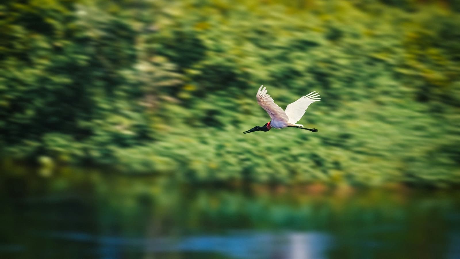 The Pantanal's tallest bird, mid-commute and entirely unbothered. A jabiru stork in full flight over a green waterway, its white plumage and black-and-red neck vivid against a blurred forest backdrop on this pantanal jaguar budget safari