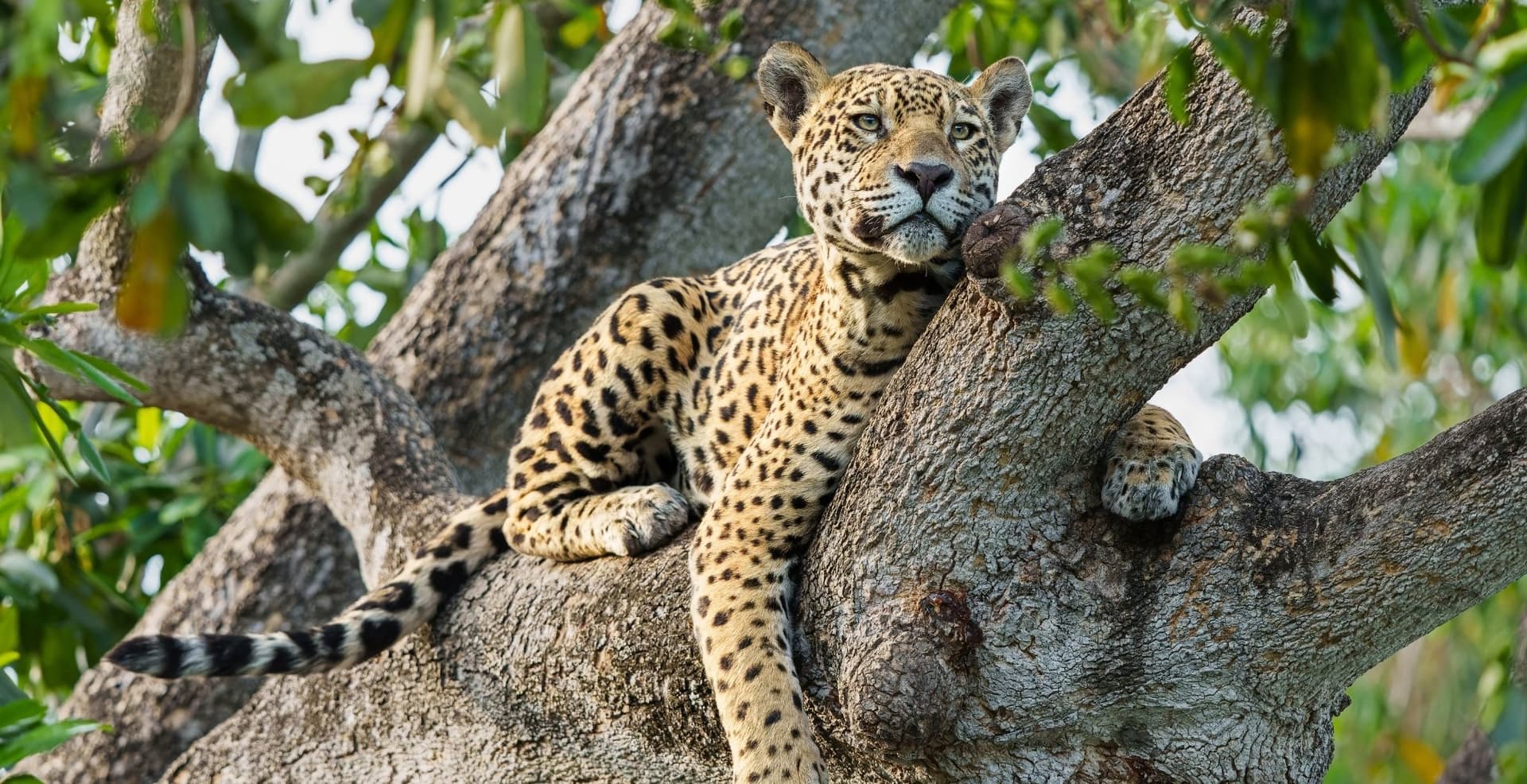 Pantanal Jaguar Budget Safari Pantanal Jaguar Budget Safari