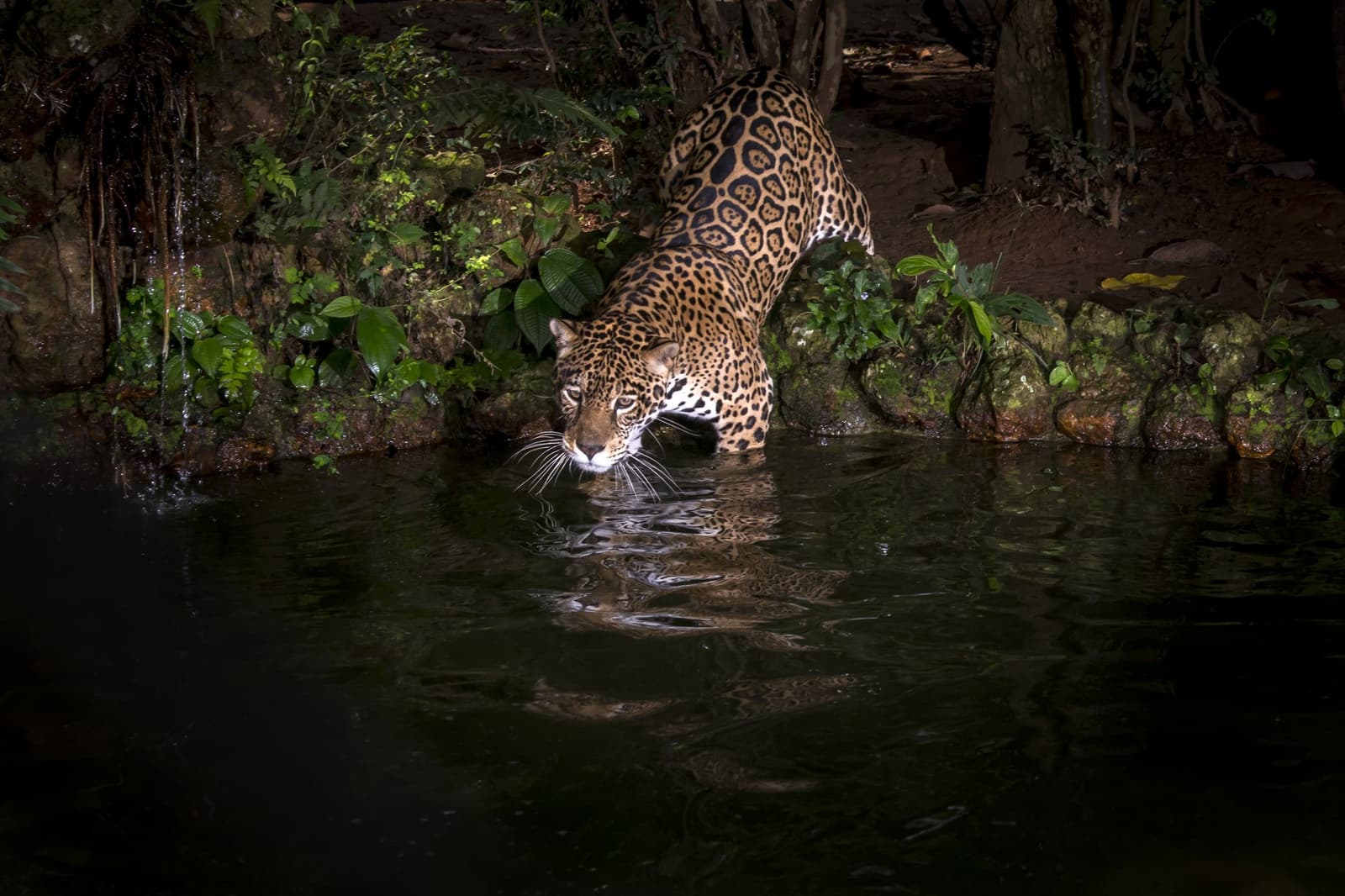 On its own schedule, unbothered by the hour. A jaguar wading into a dark river at night during a pantanal jaguar budget safari, its spotted coat reflected in the still water against a lush green bank