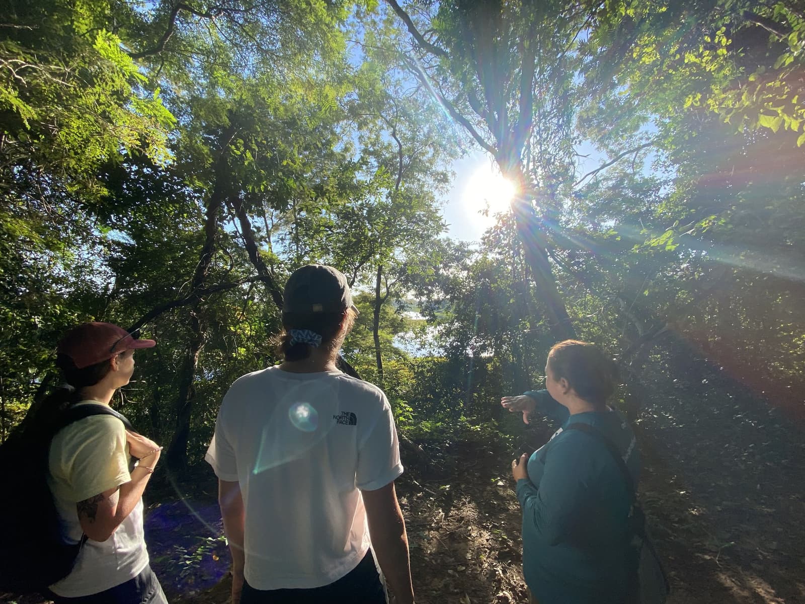 A good guide points up, and suddenly the whole forest makes sense. Three ecotourists pause on a sunlit forest trail during a pantanal jaguar budget safari, one pointing into the canopy as golden light bursts through the trees