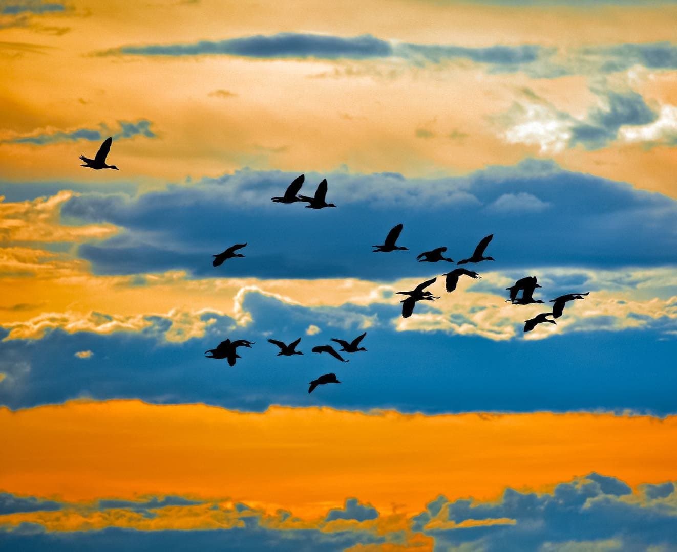 Rush hour, wetland edition, every bird has somewhere to be. A flock of large waterbirds silhouetted against a vivid orange and blue sunset sky on a pantanal jaguar budget safari