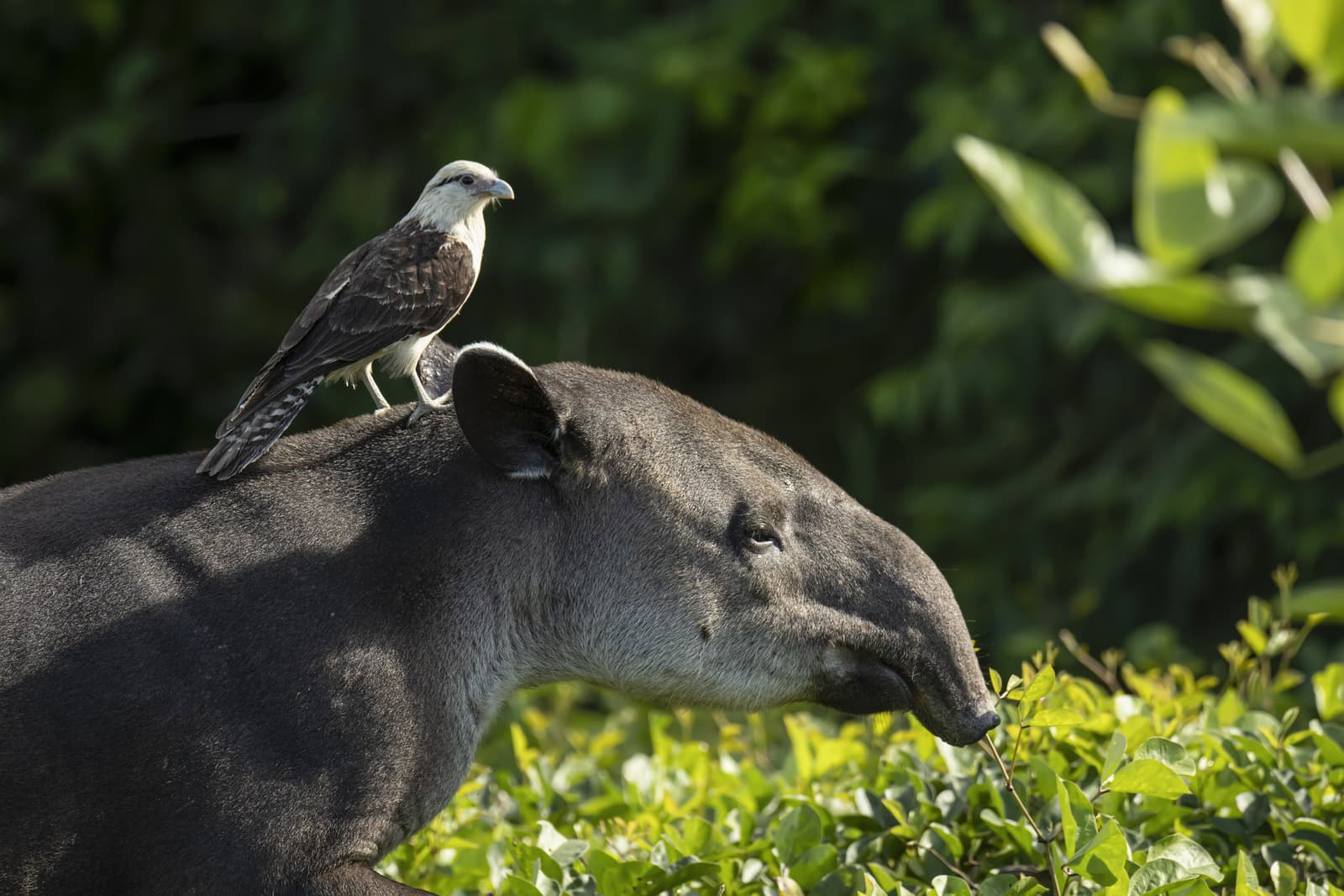 The tapir has no objection. The falcon has no plans to leave. A yellow-headed caracara perched on the back of a tapir browsing lush green vegetation, a rare mutualistic encounter on a pantanal jaguar budget safari