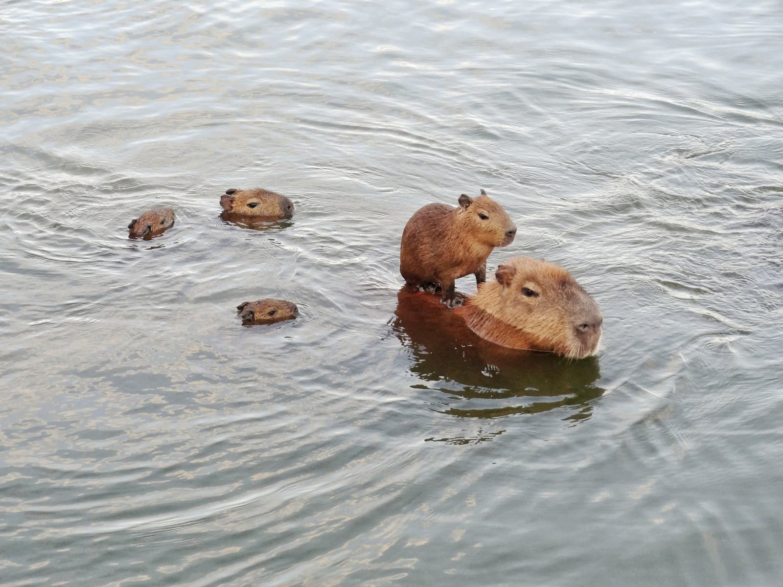 Turns out the Pantanal has its own version of a family road trip. A capybara pup riding on the back of an adult during a pantanal jaguar safari porto jofre boat excursion, with four more capybaras swimming nearby in calm river water