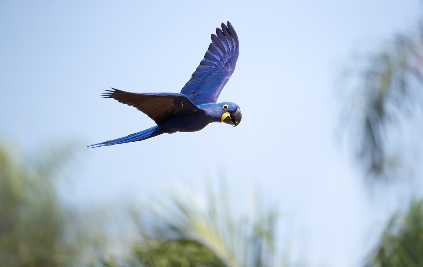 The Pantanal's giant blue parrot, completely unbothered by gravity. A hyacinth macaw in full flight over palm fronds against a pale blue sky, spotted on a pantanal wildlife safari