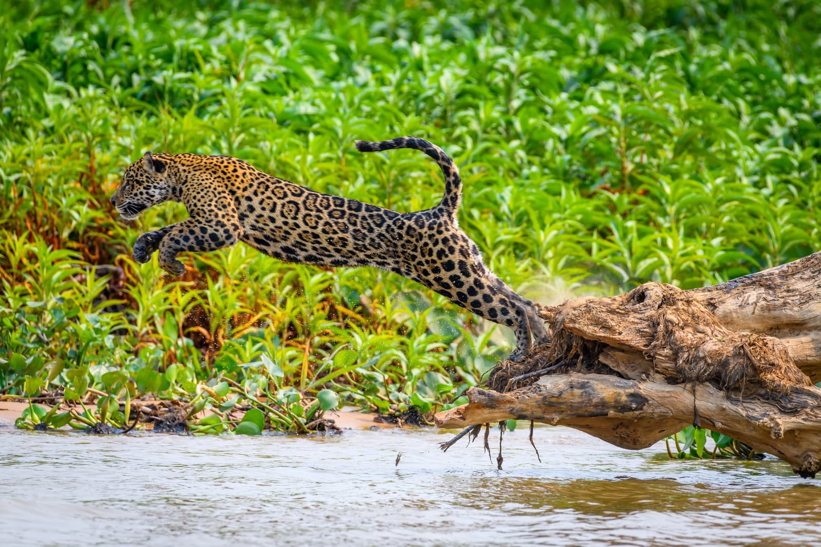 Full commitment, no second thoughts, this is the Pantanal on its own terms. A jaguar mid-leap from a weathered driftwood log over the river's edge during a pantanal jaguar safari porto jofre, surrounded by lush green riverbank vegetation
