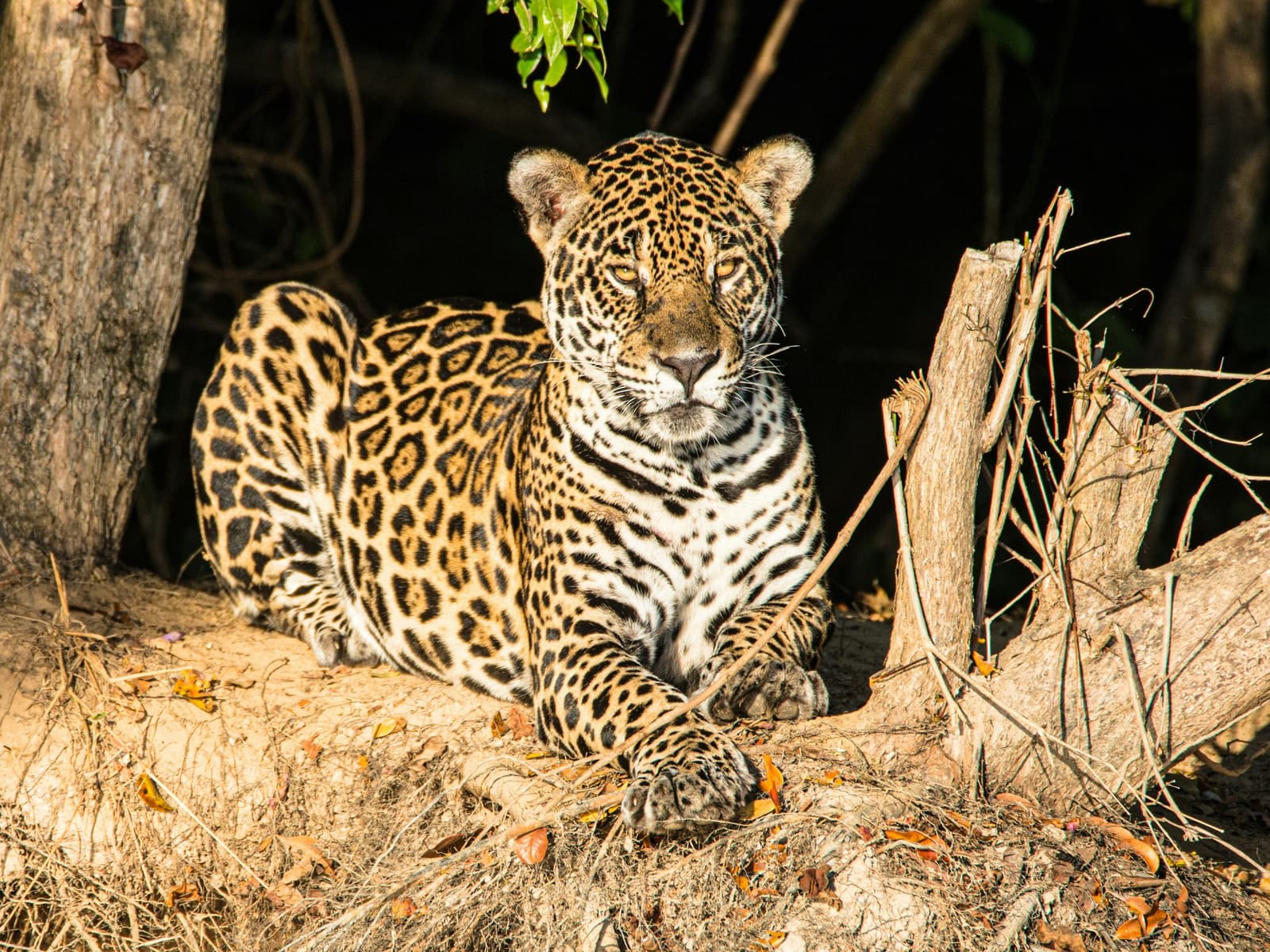 On its own terms, in its own time, this is the Pantanal's top predator at rest. A jaguar resting on a dry riverbank amid fallen leaves and bare branches during a pantanal jaguar safari porto jofre, gazing directly at the camera with amber eyes