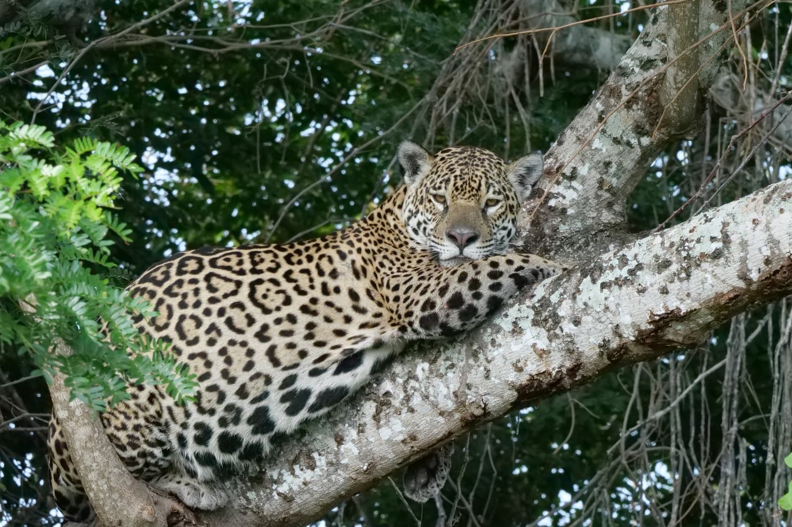 Owning the tree like it pays rent. A jaguar resting on a broad tree branch during a pantanal jaguar safari porto jofre, gazing directly at the camera with golden eyes
