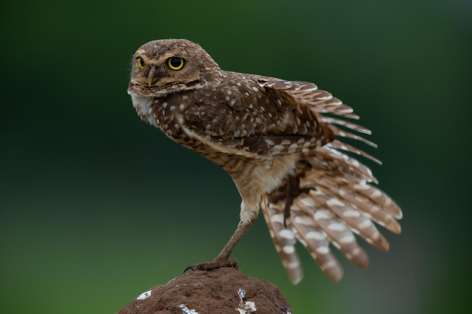 Small bird, enormous attitude. This one has opinions. A burrowing owl balances on one leg atop a small mound, wings fanned wide, its bright yellow eyes fixed on the camera during a pantanal luxury safari