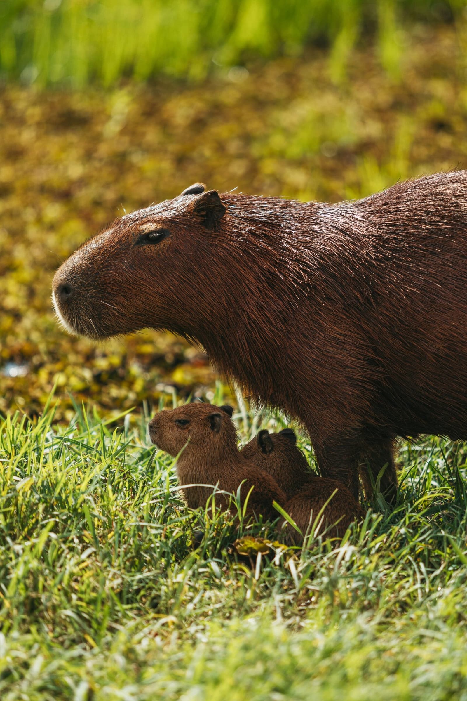 The world's largest rodent, doubling as a very patient babysitter. An adult capybara stands in sunlit grass on a pantanal luxury safari while two tiny pups shelter beneath her body