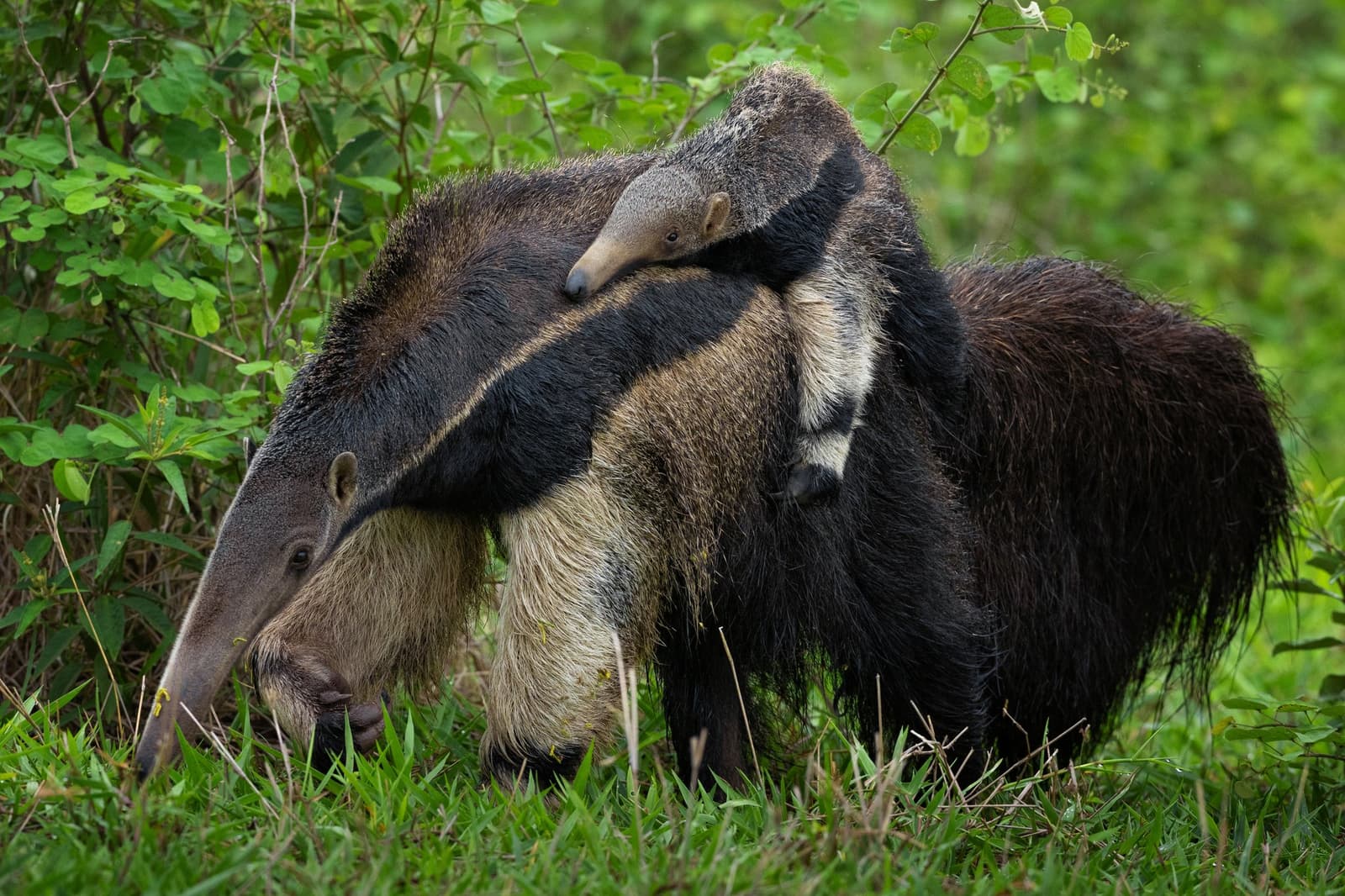 The pup's stripe lines up so perfectly with mum's, it practically disappears. A giant anteater pup rides on its mother's back amid green shrubs during a pantanal luxury safari wildlife encounter