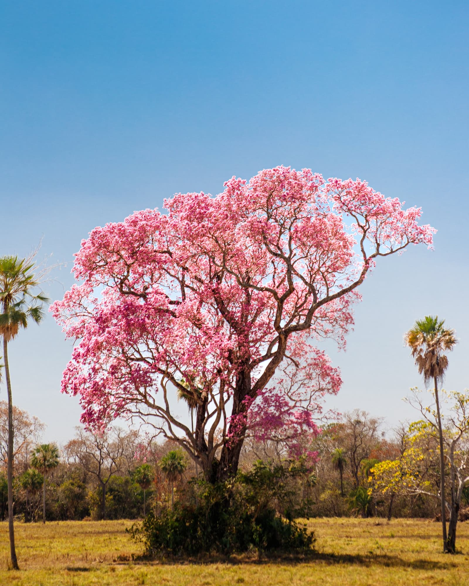 The Pantanal's dry season has one very good argument for itself. A magnificent pink-flowering lapacho tree in full bloom rises above the open grassland on a pantanal luxury safari, flanked by scattered palms under a cloudless blue sky