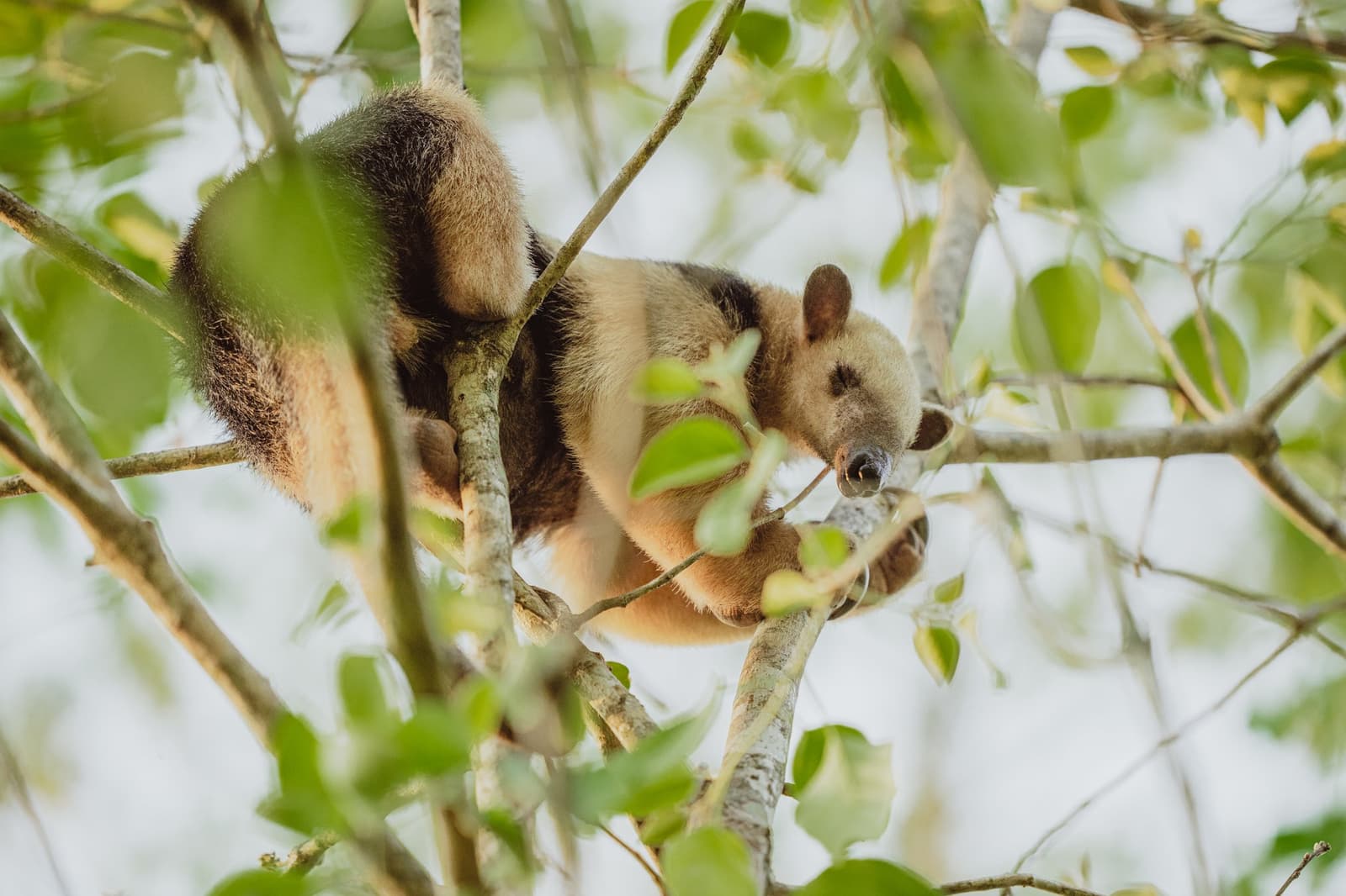 Not every wildlife sighting involves a chase, sometimes the forest just hands you this. A southern tamandua curled among leafy branches high in a tree canopy, its distinctive two-toned fur clearly visible on this pantanal luxury safari