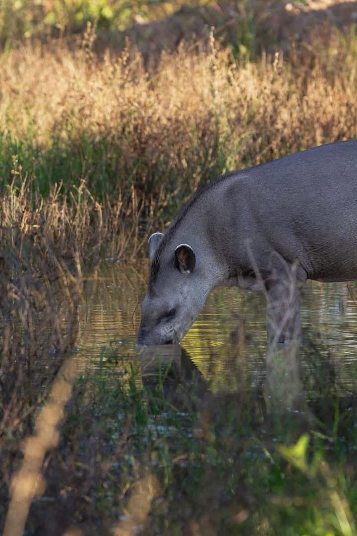 The Pantanal's largest land mammal, taking a quiet moment for itself. A tapir lowers its prehensile snout to drink from a shallow pool on a pantanal luxury safari, dry golden grasses stretching behind it