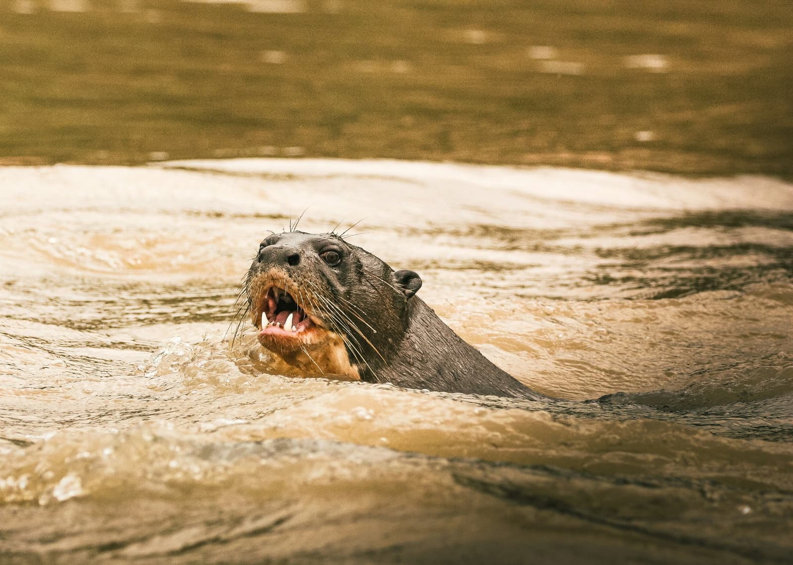 Loud, territorial, and completely unbothered by the camera. A giant otter surfacing from a murky river with its mouth open wide, whiskers splayed and teeth visible — a close-up encounter on a pantanal tour from campo grande