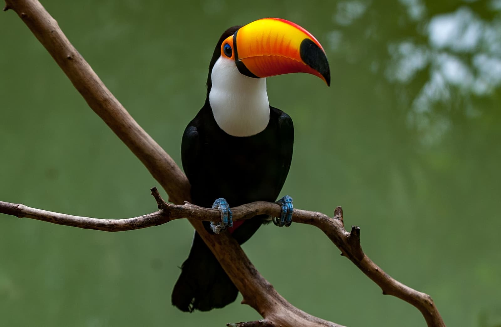 That bill is not subtle, and the toucan knows it. A toco toucan with its iconic orange-and-red bill perched on a bare branch against a soft green background, spotted on a pantanal tour from campo grande