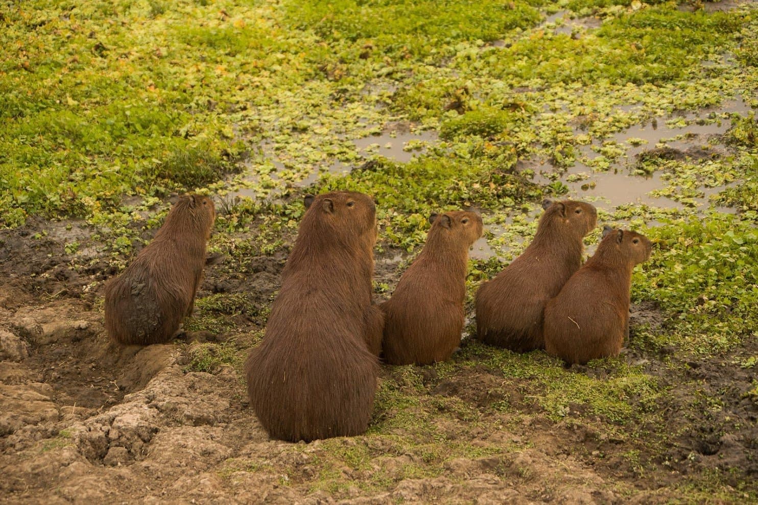 Seven capybaras with one agenda, and nobody told us what it is. A group of six capybaras standing alert on a muddy bank beside a shallow, vegetation-covered pool on a Pantanal Tour from Cuiabá