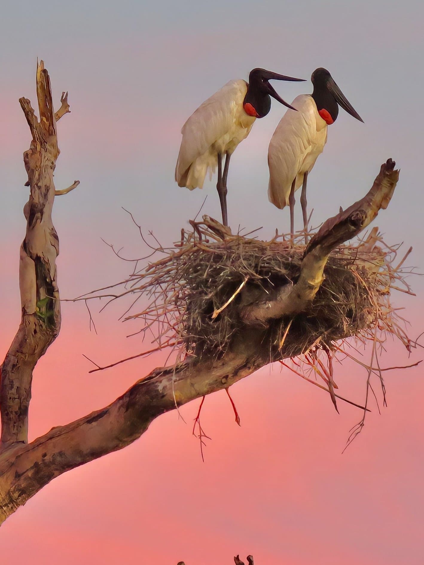Two jabirus, one nest, and a pink sky doing all the talking. Two jabiru storks standing together on a large stick nest atop a bare dead tree, their black heads and vivid red throat pouches glowing against a rose-pink sunset sky — a classic sighting on a Pantanal Tour from Cuiabá