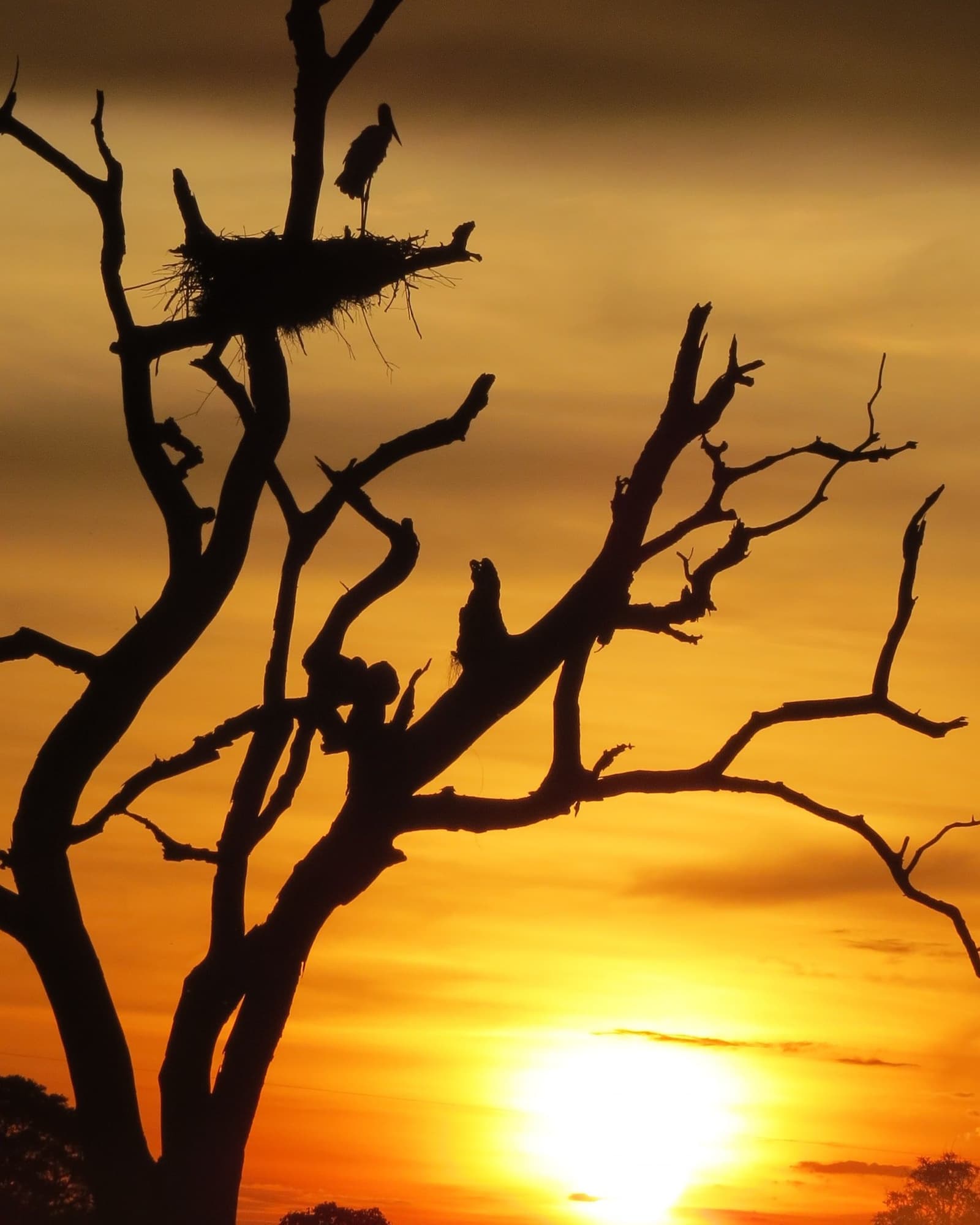 Home before dark, in the most dramatic way possible. A large wading bird perched on a stick nest atop a bare dead tree, silhouetted against a blazing orange sunset sky on a Pantanal Tour from Cuiabá