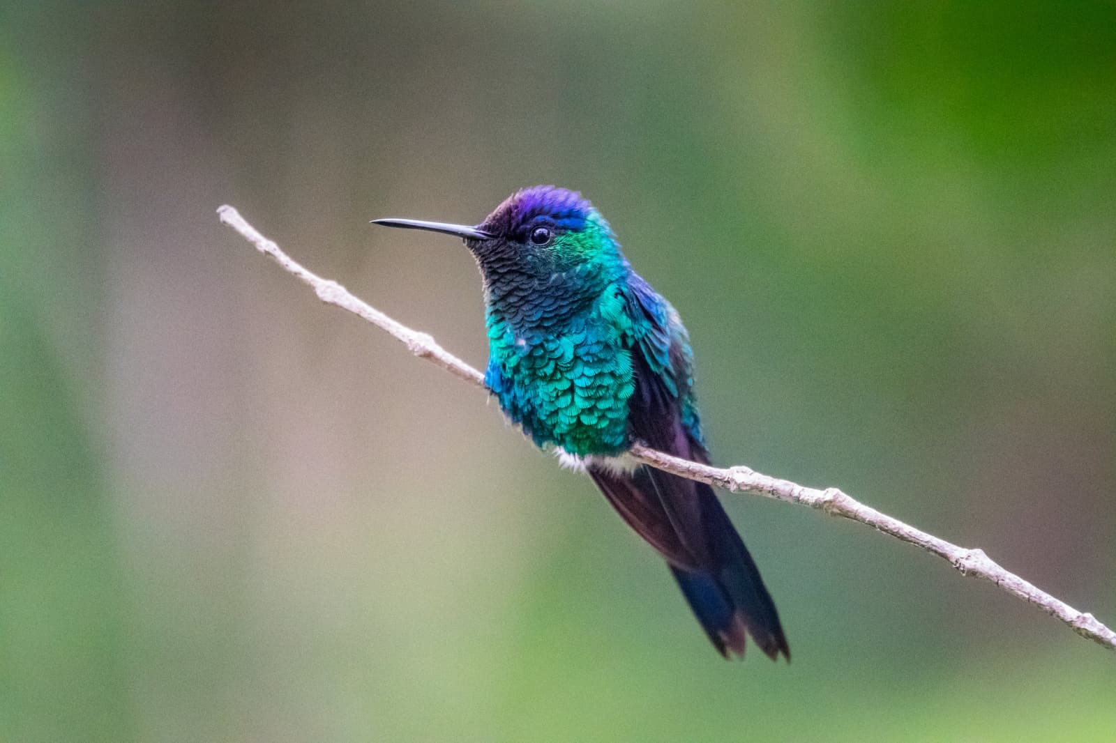 Tiny bird, big attitude, and feathers that shift colour with every angle. A brilliantly iridescent hummingbird with teal, blue and violet plumage perched on a slender bare twig against a soft green background, spotted during a Pati Valley hike