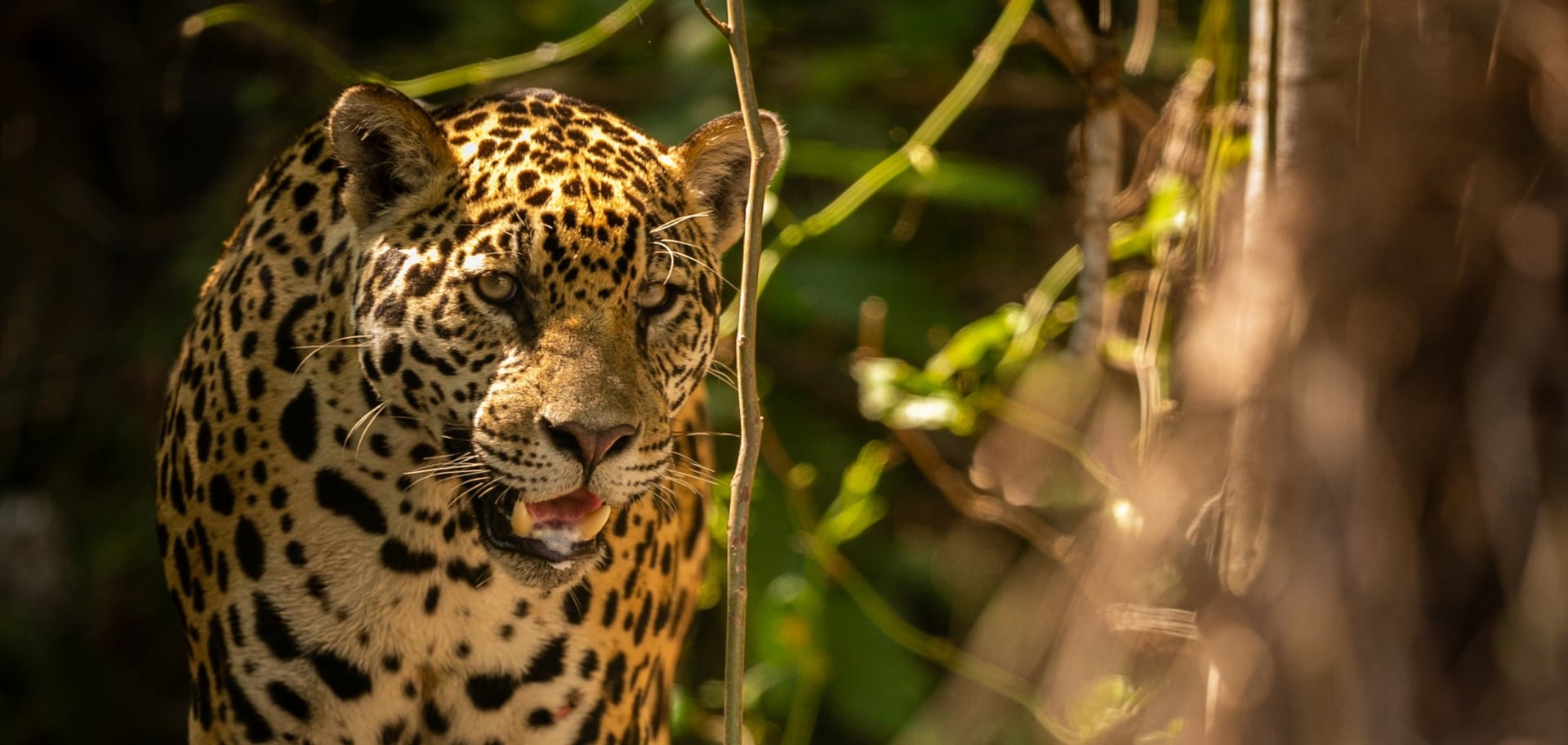 Top 7 Ecotourism Destinations in Brazil to Visit in 2025 Top 7 Ecotourism Destinations in Brazil to Visit in 2025