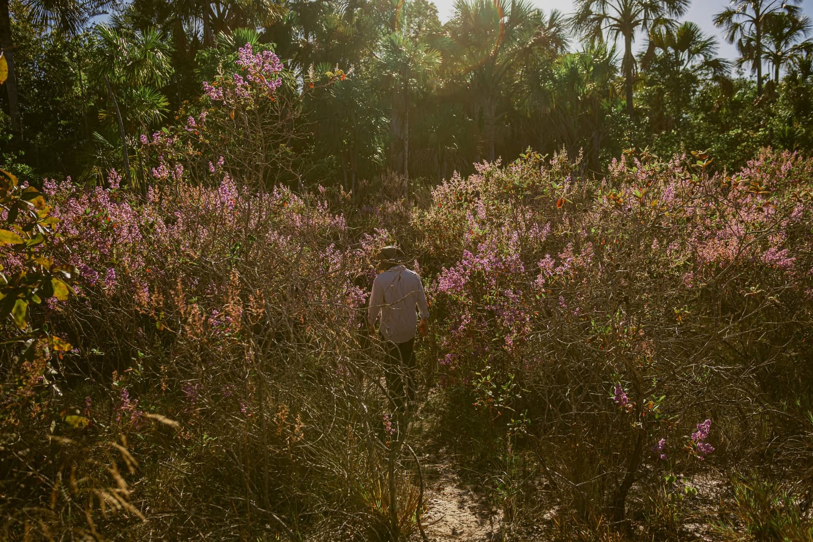 The cerrado blooms on its own schedule, and sometimes you just follow. A lone hiker in a sun hat walks a narrow trail through dense pink-flowering shrubs on the Pousada Trijunção botanical trail, with tall Cerrado palms glowing in the backlight