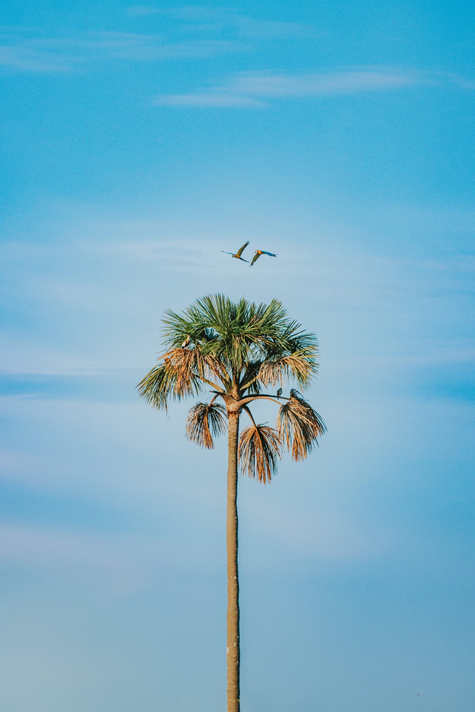 This palm has decided it is a hotel, and the birds agree. Two blue-and-yellow macaws in flight above a tall palm tree against a clear blue sky at Pousada Trijunção in the Cerrado
