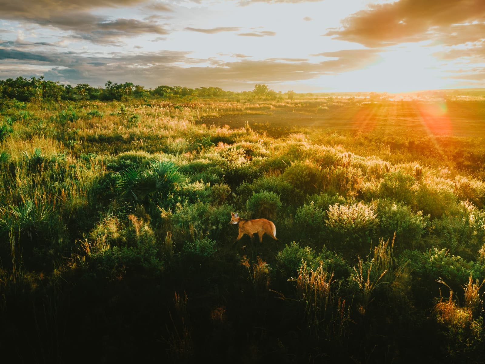 Caught mid-stride at dusk, and completely unbothered by the audience. A maned wolf stands among green cerrado shrubs at Pousada Trijunção, bathed in golden sunset light across a vast open savanna landscape
