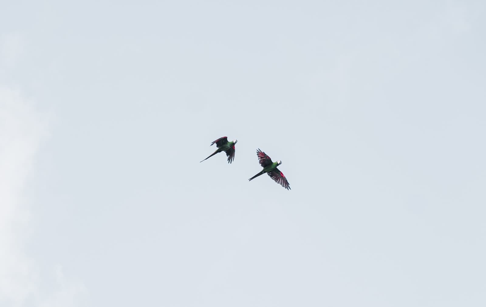 Pairs travel together here. Always. Two green and red parrots flying side by side against an overcast sky on an untamed amazon cruise birdwatching excursion