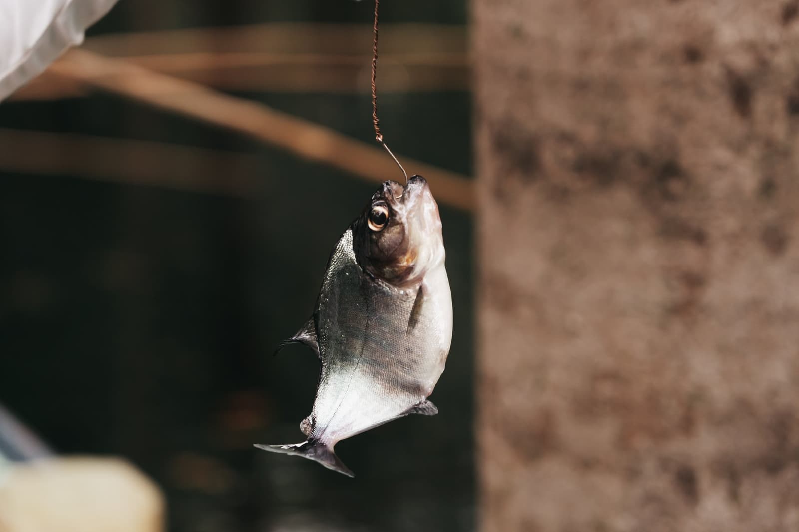 Lunch had other plans, but the river won this round. A freshly caught small fish hanging from a hook and line during an untamed amazon cruise fishing excursion