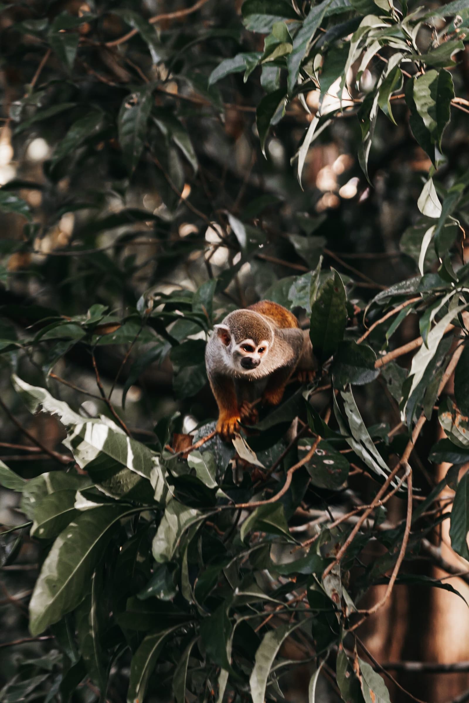 Tiny, fearless, and completely unbothered by your presence. A small squirrel monkey perched among dense green leaves in the rainforest canopy, gazing directly at the camera during an untamed amazon cruise wildlife excursion
