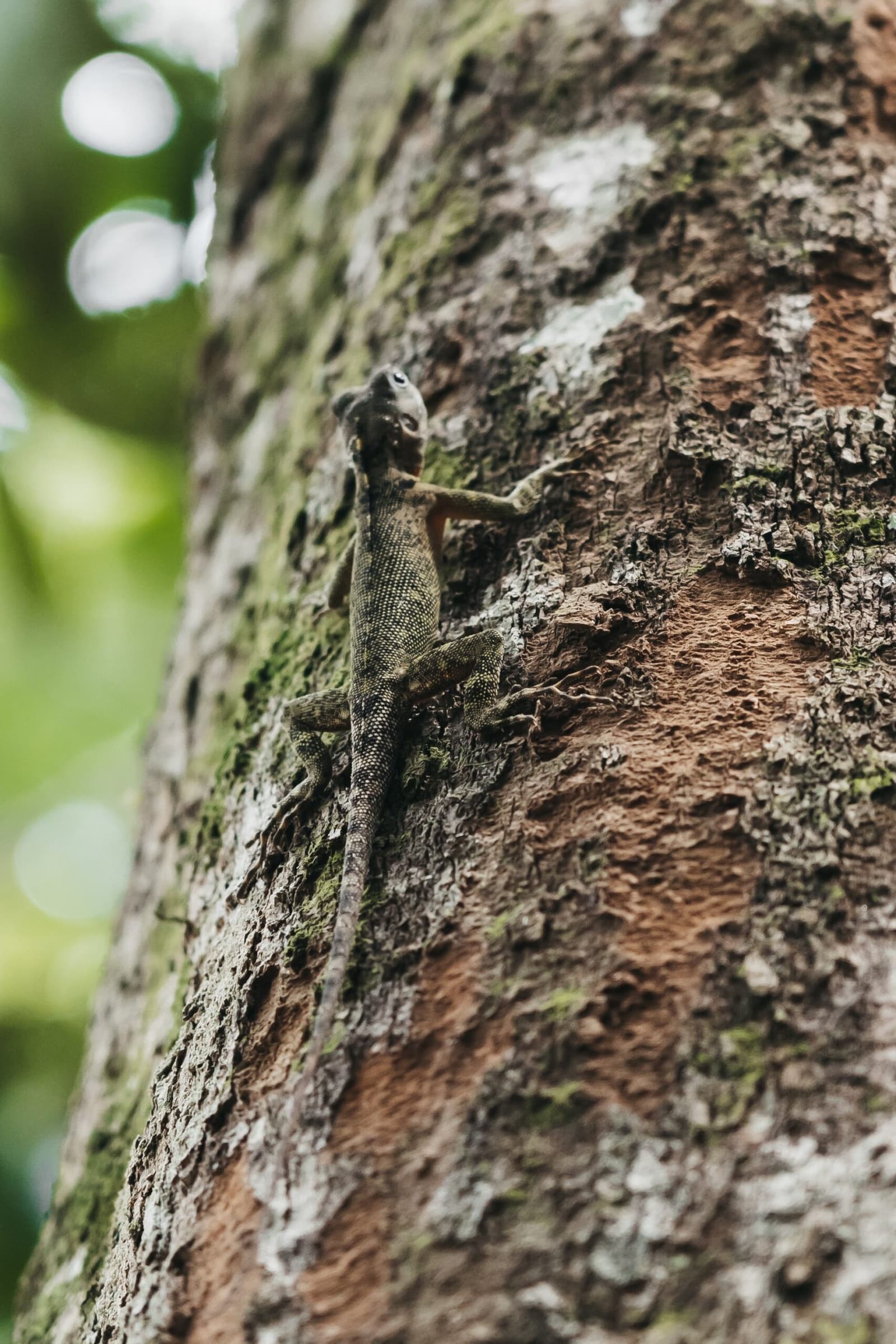 The forest's best hide-and-seek player, hiding in plain sight. A small scaly lizard clinging to a moss-covered tree trunk in the rainforest, perfectly camouflaged against the bark during an untamed amazon cruise wildlife excursion